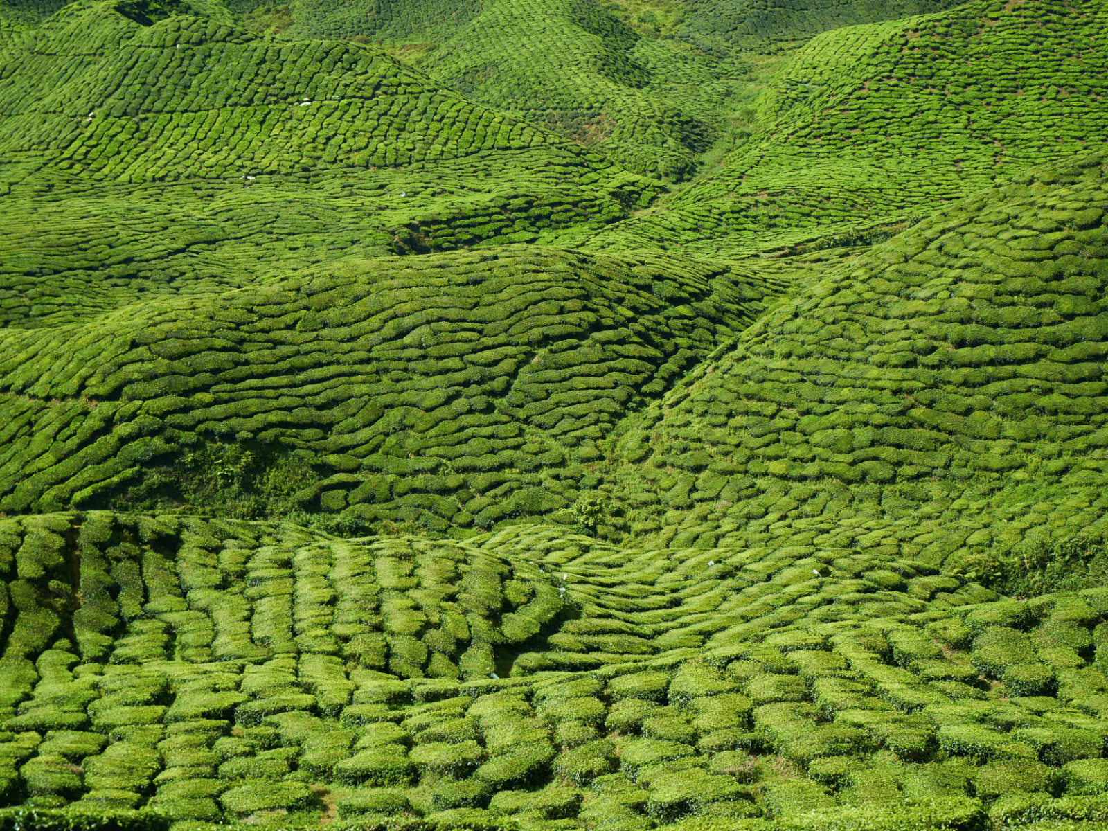Tea plantation